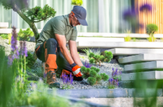 Why are low-maintenance lawns becoming more popular with busy homeowners?
